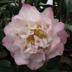 Japanese Camellia 'Nuccio's Jewel'